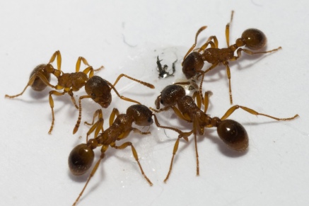 Уничтожение муравьев   в Сергиев-Посаде 