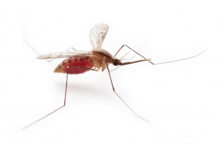 Уничтожение комаров   в Сергиев-Посаде 