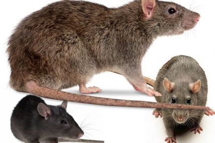 Уничтожение крыс в Сергиев-Посаде 