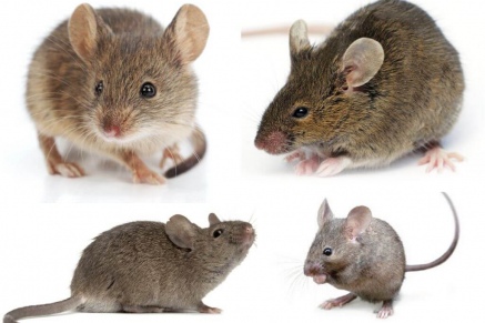 Уничтожение (дератизация) мышей   в Сергиев-Посаде 
